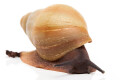 Archachatina marginata candefacta Cameroon b semiadult, 6cm